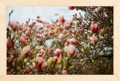 Elsie Green Art Galerie Magnolias