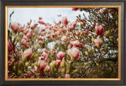 Elsie Green Art Galerie Magnolias